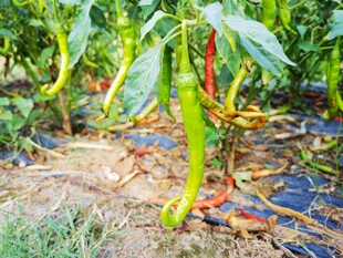 田间挂着的多彩辣椒