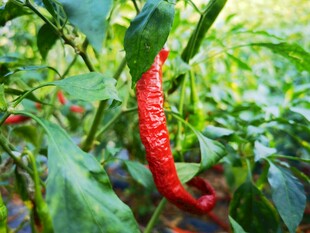 红辣椒