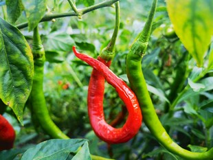 红辣椒