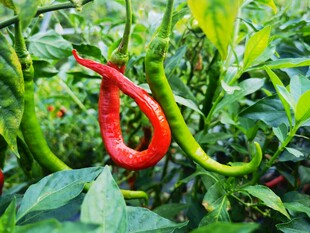 红辣椒绿辣椒