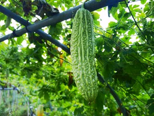 苦瓜