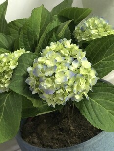 盆栽绣球花清新绿意满满