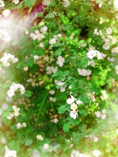 清新小白花绿植特写