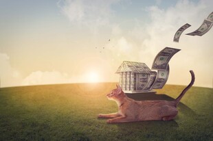 金钱龟背上的财富梦想