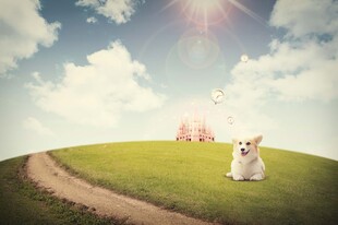 田园小狗的惬意美好时光