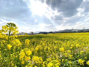 春日油菜花海美景