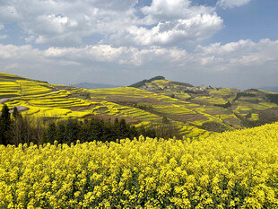 金黄油菜花海壮丽田园景