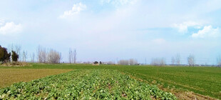 广袤田野风光和油菜苗和麦田