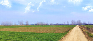 乡间土路旁的广袤田野小麦田