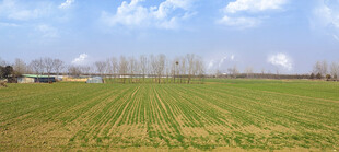 广袤田野村庄麦田蓝天白云下美景