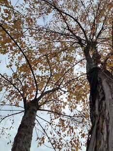 秋日双树仰拍景致