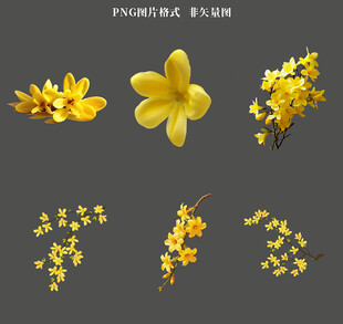 黄色迎春花素材