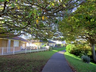 林荫下的宁静小路