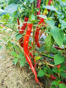 田间红辣椒挂枝