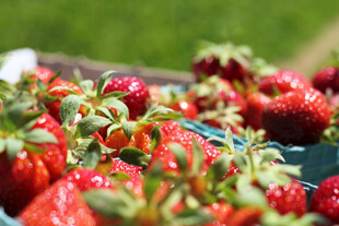 新鲜草莓待采摘