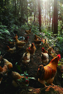 林间群鸡觅食图