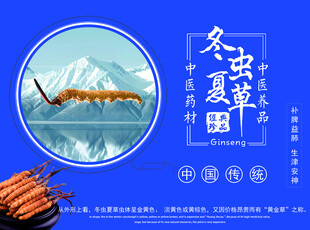 冬虫夏草宣传图