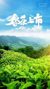 春茶上市