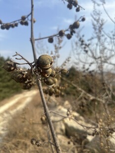 荒野中带果的干枯植物