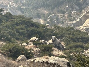 山间嶙峋怪石与葱郁植被