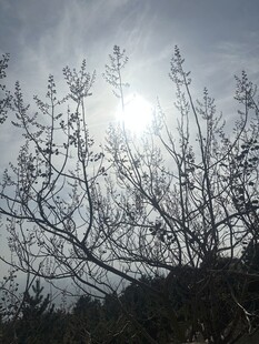 阳光下的光秃树枝