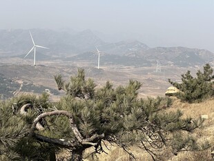 山间松景与远处风力发电机