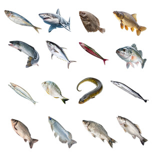 鱼类图集