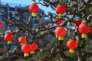 红灯笼  