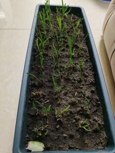 盆栽绿植幼苗生长景象
