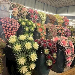 多彩花卉装点室内空间