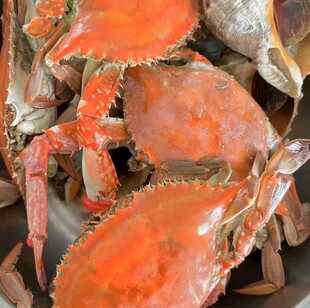 新鲜肥美的大螃蟹