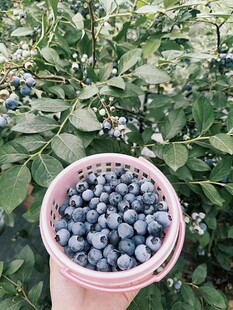 满满一桶新鲜采摘的蓝莓