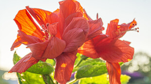 重瓣朱槿 重瓣扶桑