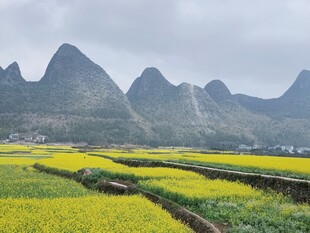 山间油菜田