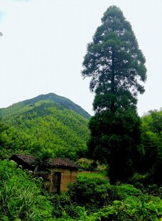山林间的高耸树木与小屋