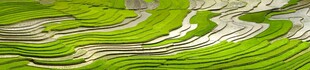 翠绿梯田美景