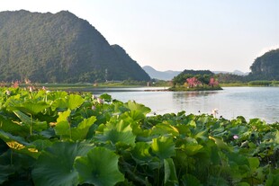湖畔荷叶与远山美景