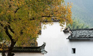 秋日古宅旁的繁茂树木