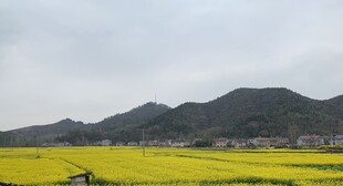 金黄油菜田与远山美景