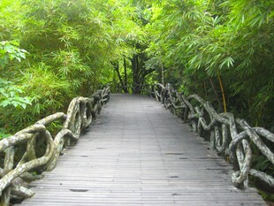 林间木桥漫步