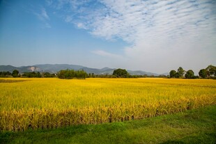 金黄稻田与蓝天白云美景