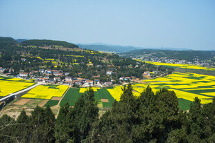 春日乡村油菜花海景观