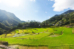山间翠绿梯田美景