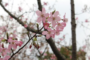 樱花