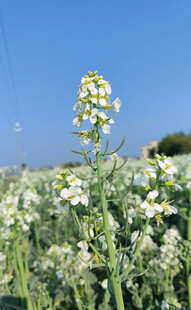 油菜花