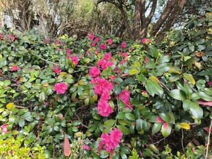 繁花似锦的绿植景观