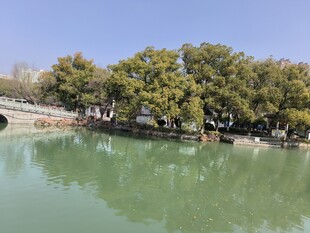 湖畔绿树环绕的宁静水景