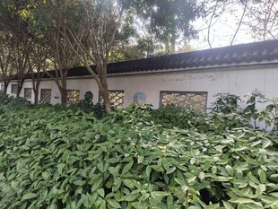 绿植环绕的古朴建筑