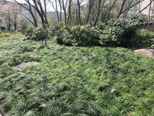 春日葱郁草地与繁茂植被