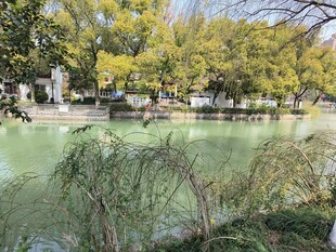 湖畔垂柳 绿意盎然的景致